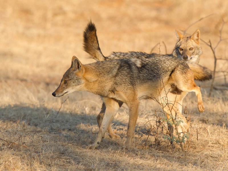 Golden jackal