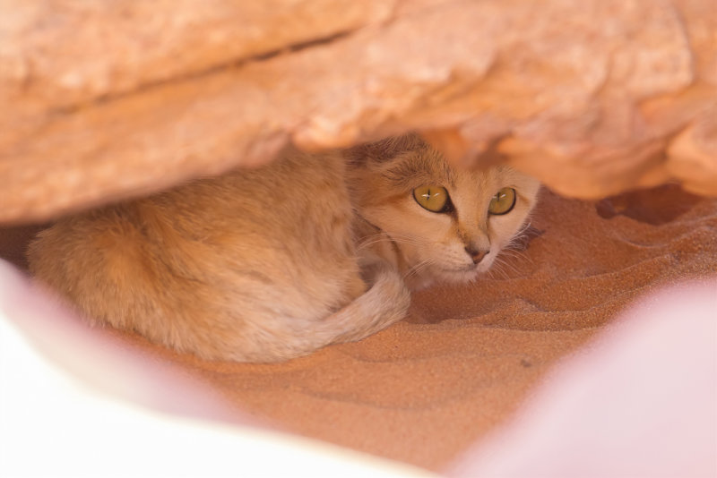 Sand cat