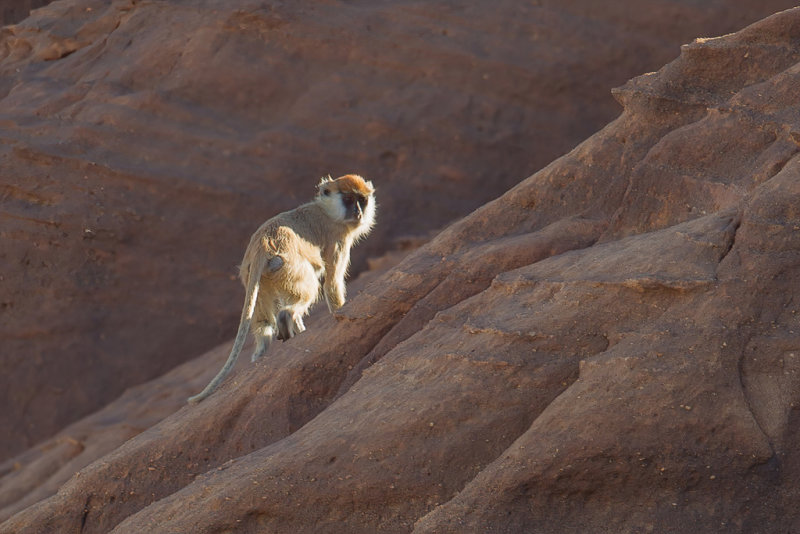 Patas monkey