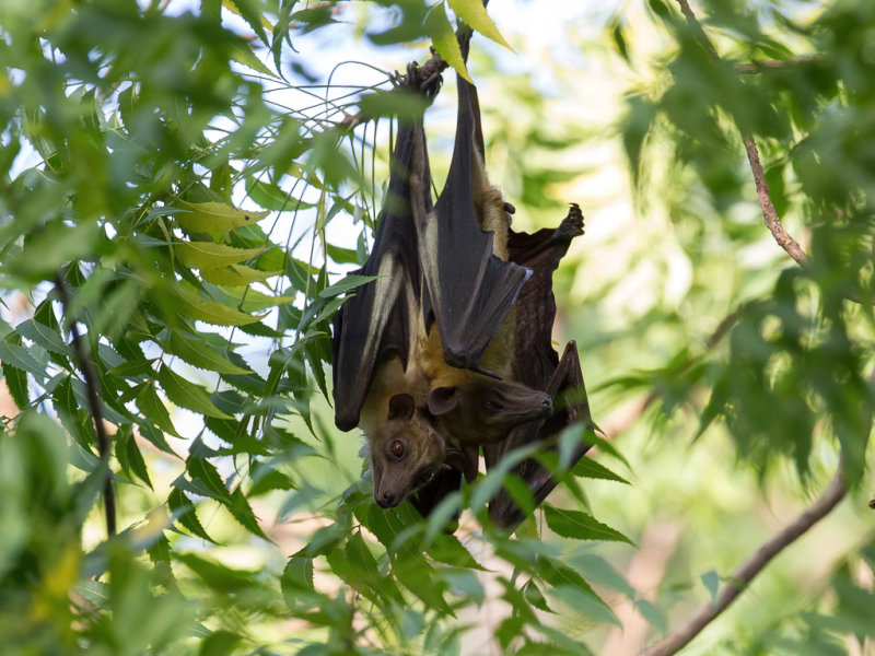 Straw-colored fruit bat
