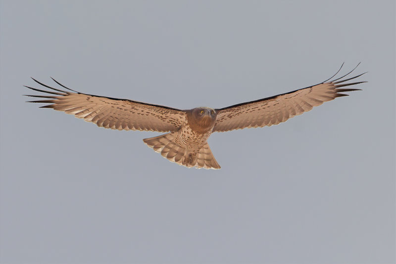 Short-toed Snake Eagle - Slangenarend - Circate Jean-le-Blanc