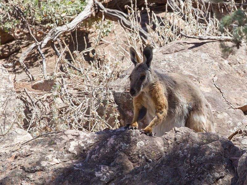 Yellow-footed rock-wallaby