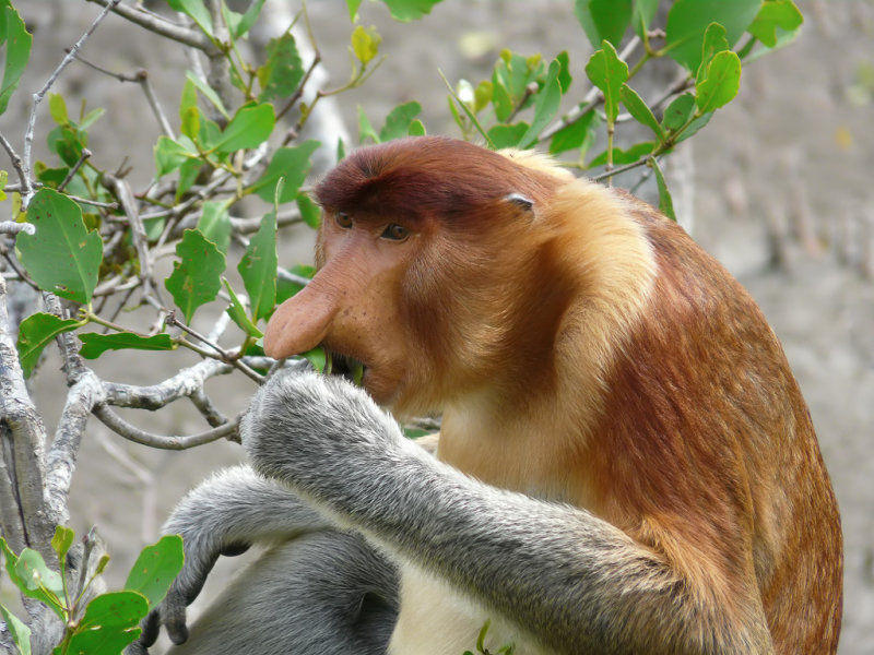 Mammals of Borneo