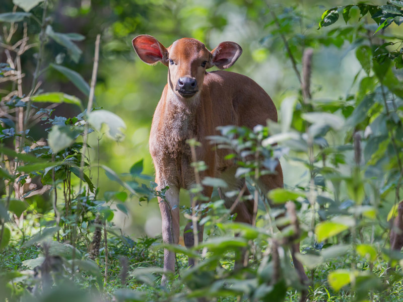 Gaur calf