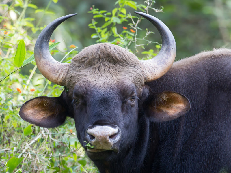 Gaur