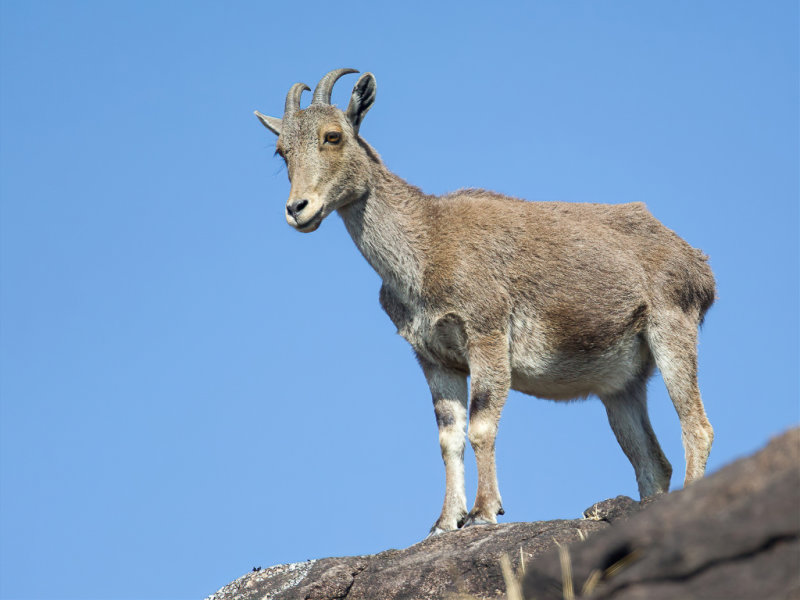 Nilgiri thar