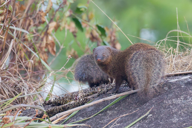 Indian brown mongoose