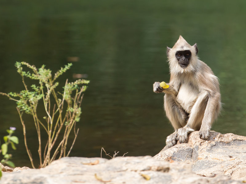 Tufted grey langur