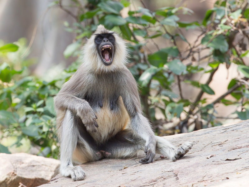 Tufted grey langur