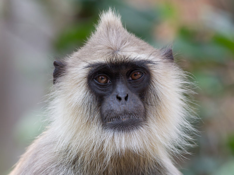 Tufted grey langur
