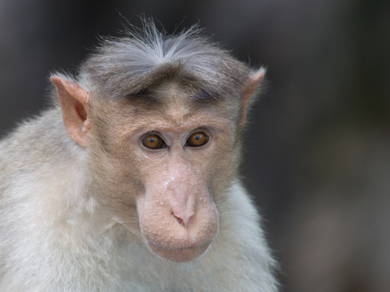 Bonnet macaque
