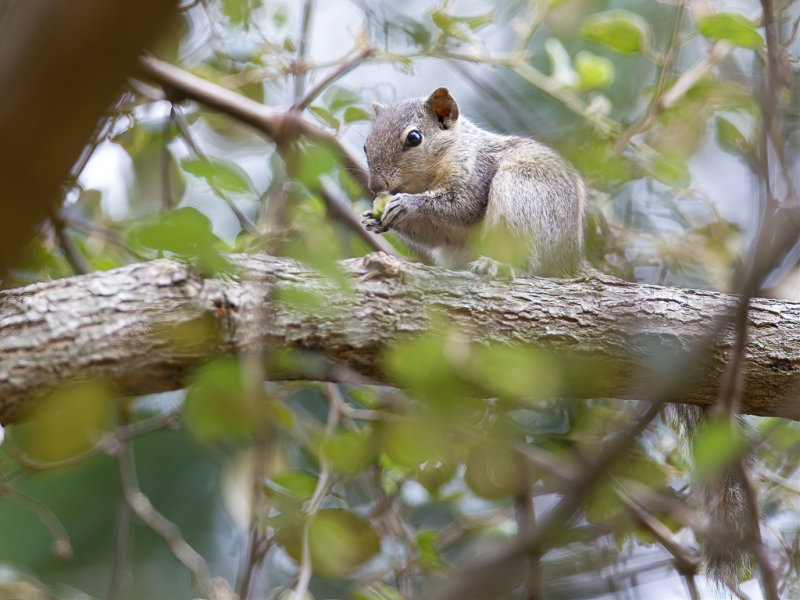 Indian palm squirrel