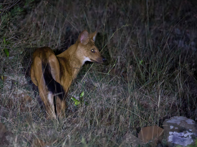 Dhole