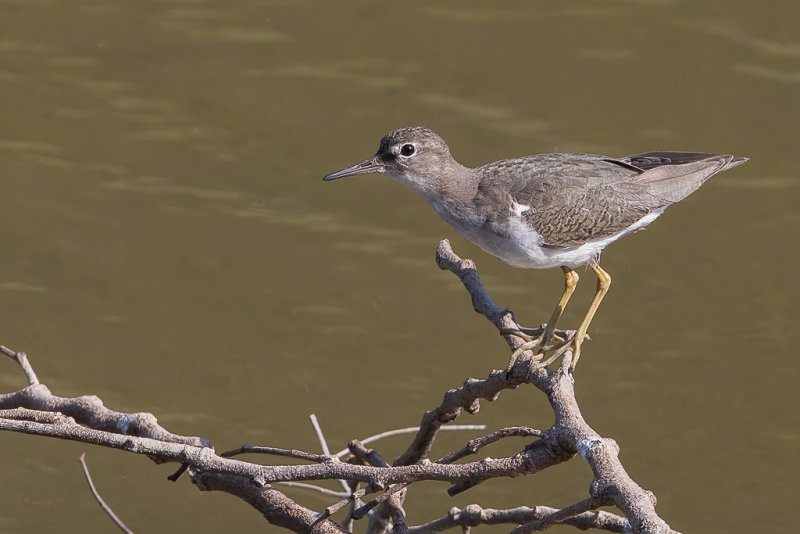 Spotted Sandpiper - Amerikaanse Oeverloper - Chevalier grivel