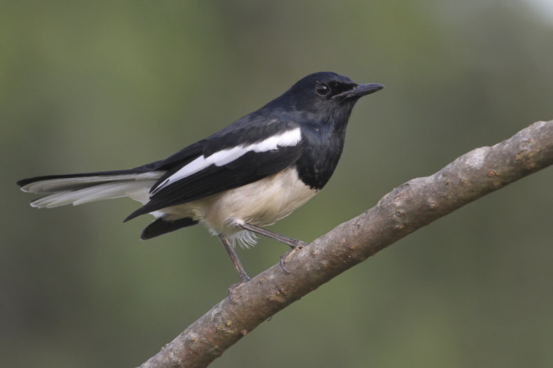 Oriental Magpie-Robin - Dayallijster - Shama dayal (m)
