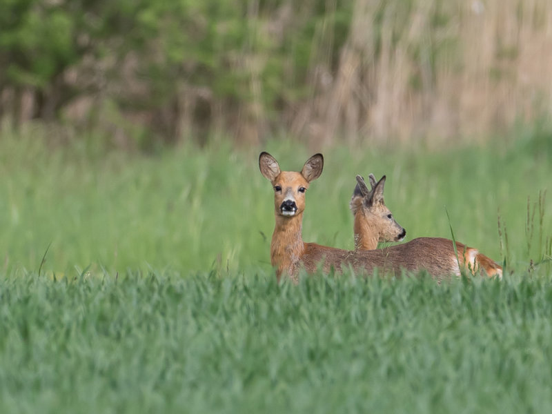 European roe deer