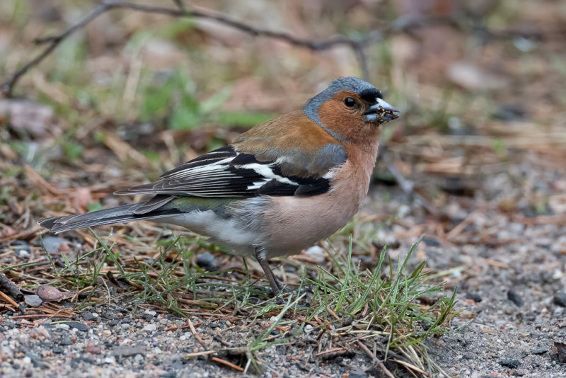 Common Chaffinch Vink Pinson Des Arbres Photo Paul Van Giersbergen Photos At Pbase Com Common Chaffinch Vink Pinson Des Arbres Photo Paul Van Giersbergen Photos At Pbase Com