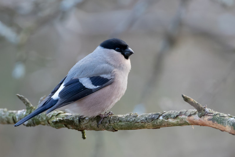 Eurasian Bullfinch - Goudvink - Bouvreuil pivoine (f)