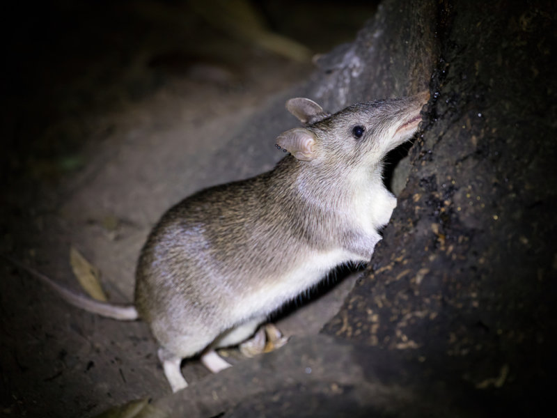 Long-nosed Bandicoot