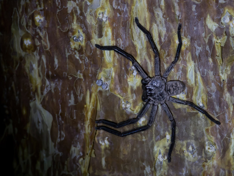 Madagascar huntsman spider