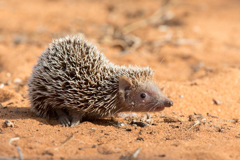 Lesser hedgehog tenrec