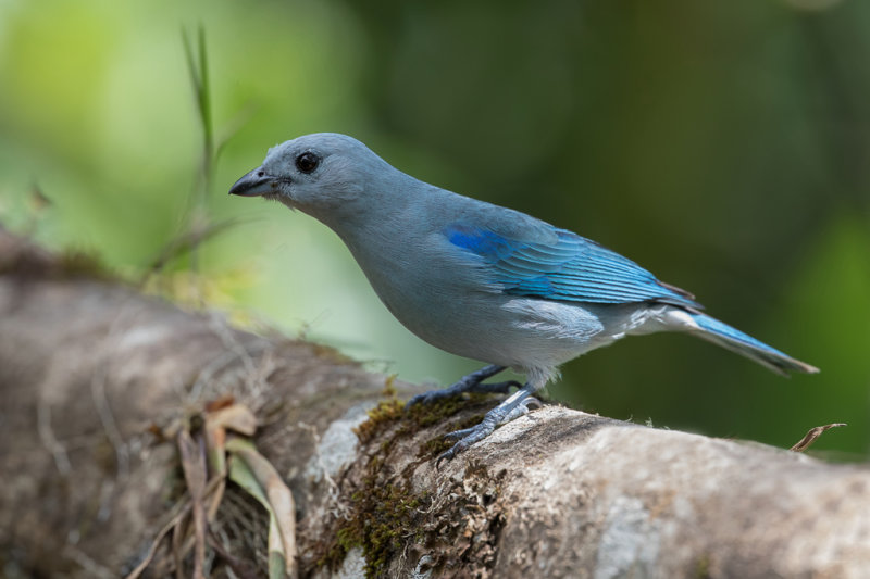 Blue-grey Tanager - Bisschopstangare - Tangara vque