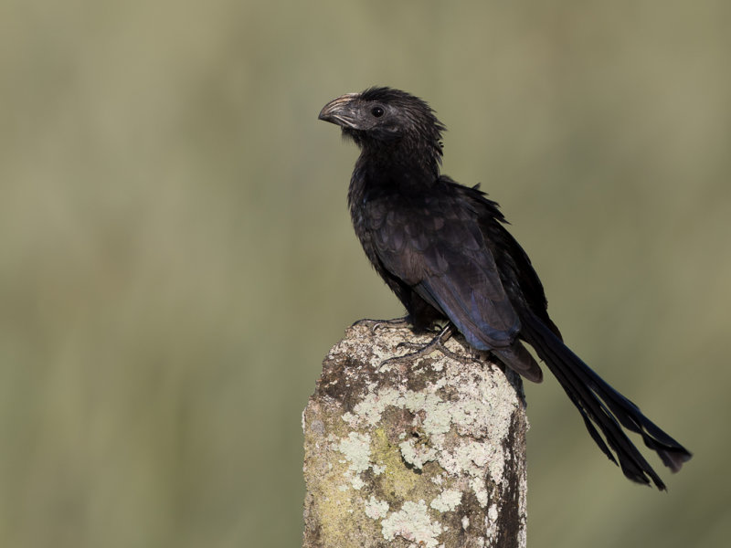 Groove-billed Ani - Groefsnavelani - Ani  bec cannel