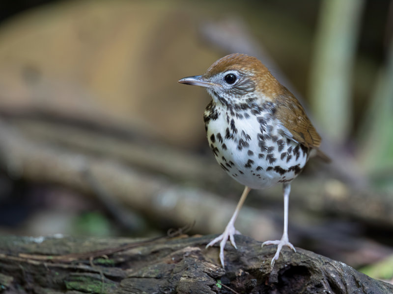 Wood Thrush - Amerikaanse Boslijster - Grive des bois