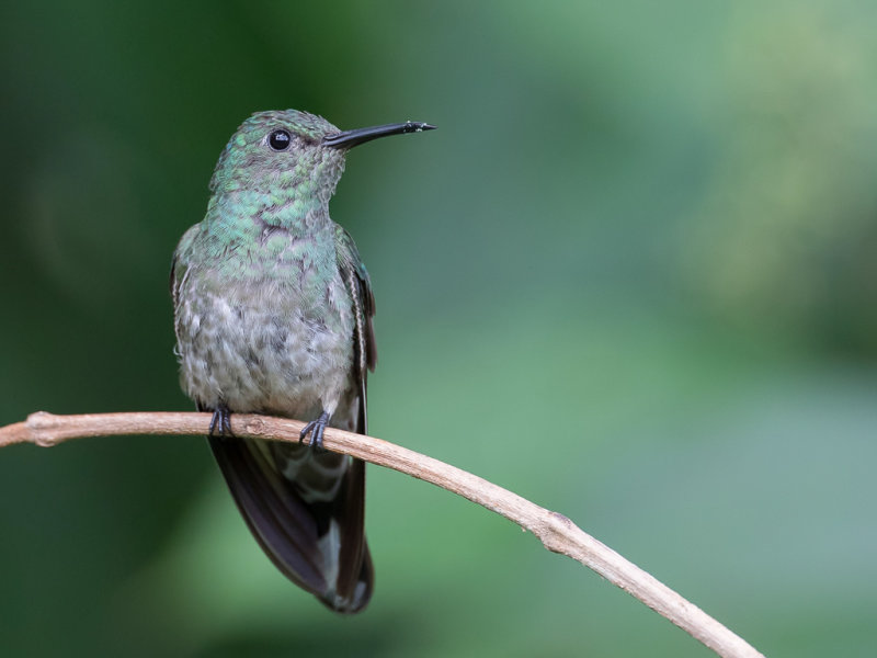 Scaly-breasted Hummingbird - Schubborstkolibrie - Colibri de Cuvier