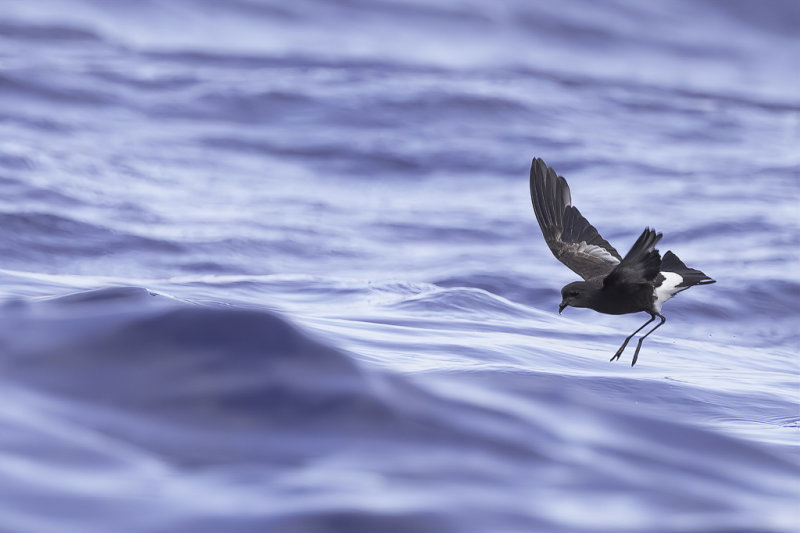 Wilsons Storm Petrel - Wilsons Stormvogeltje - Ocanite de Wilson