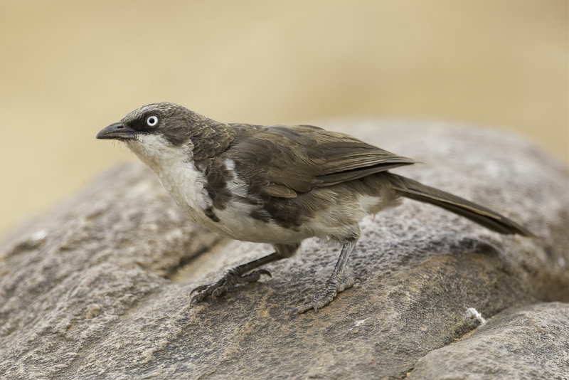 Northern Pied Babbler - Bonte Babbelaar - Cratrope bigarr