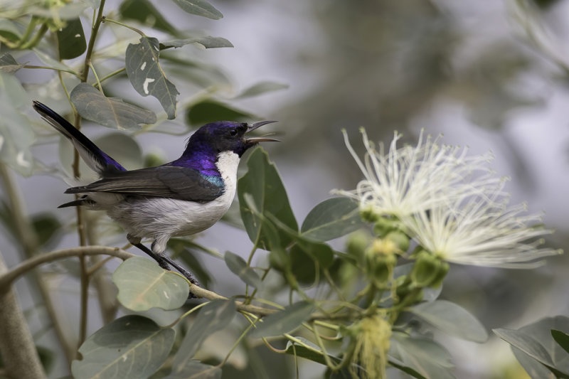 Eastern Violet-backed Sunbird - Zwaluwhoningzuiger - Souimanga du Kenya (m)