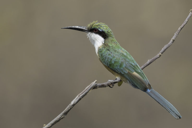 Somali Bee-eater - Somali-bijeneter - Gupier de Revoil