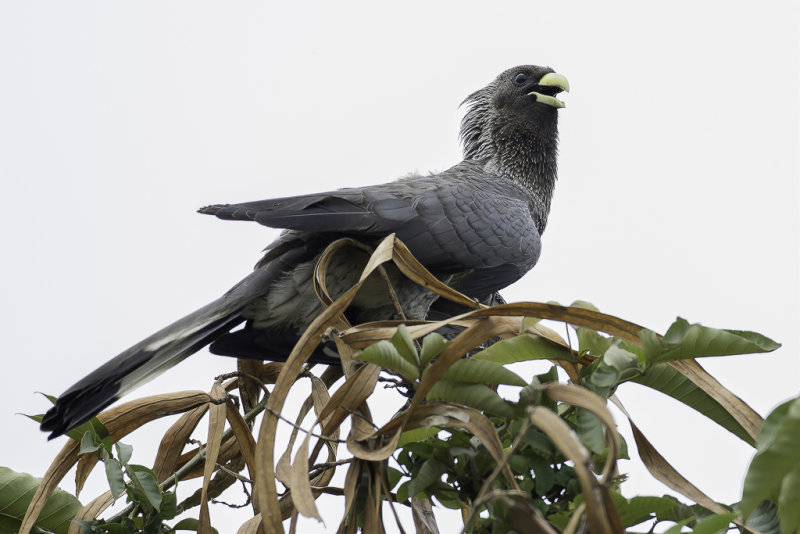 Eastern Plantain-eater - Bandstaartbananeneter - Touraco  queue barre