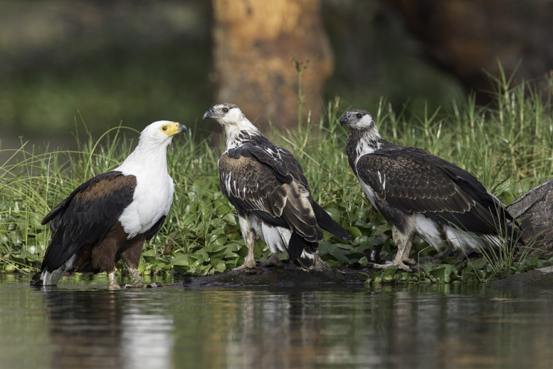 African Fish Eagle - Afrikaanse Zeearend - Pygargue vocifre