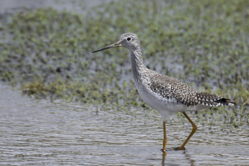 Greater Yellowlegs - Grote Geelpootruiter - Chevalier criard