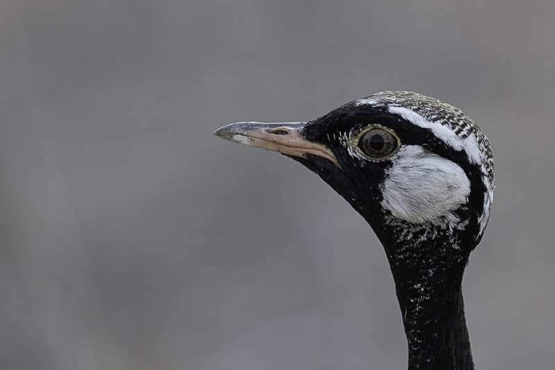 Northern Black Korhaan - Botswanatrap - Outarde  miroir blanc (m)