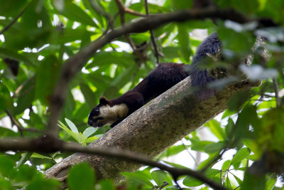 Indian giant squirrel 