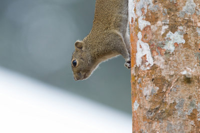 Hoary-bellied himalayan squirrel 