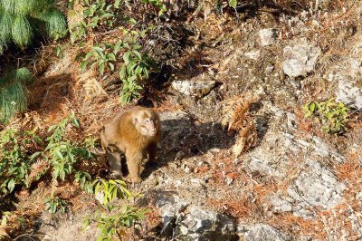 Arunachal macaque 