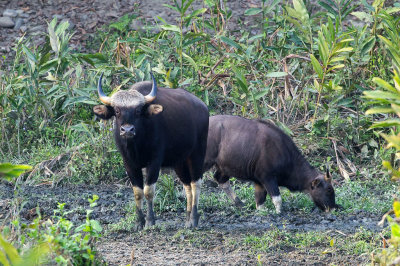 Gaur 