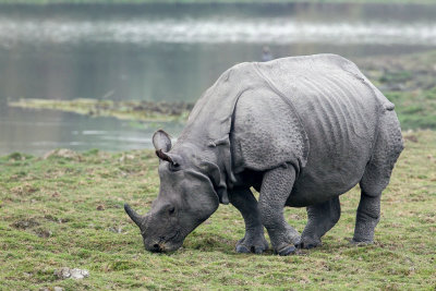 Great Indian one horned rhinoceros 