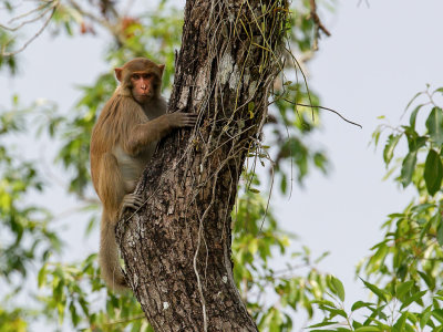 Assam macaque 