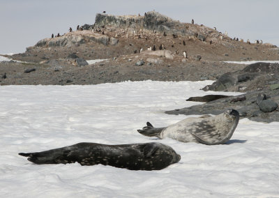 Weddell seal 