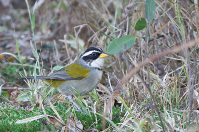 Moss-backed Sparrow - Geelsnavelgors - Tohi  bec jaune