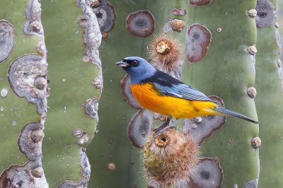 Blue-and-yellow Tanager - Blauw-gele Tangare - Tangara fourchu