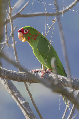 Mitred Parakeet - Roodmaskeraratinga - Conure mitre