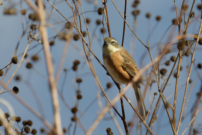 Bolivian Warbling Finch - Boliviaanse Boomgors - Chipiu de Bolivie