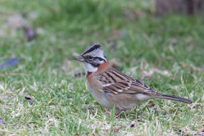 Rufous-collared Sparrow - Roodkraaggors - Bruant chingolo