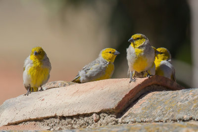 Citron-headed Yellow Finch - Grijsneksaffraangors - Sicale  tte jaune